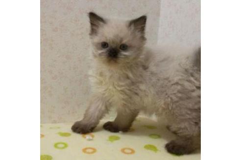 成約済の静岡県のヒマラヤン-34690の5枚目