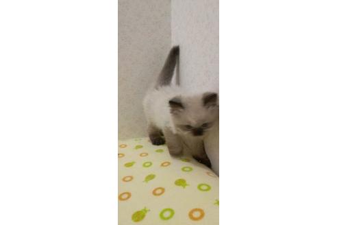 成約済の静岡県のヒマラヤン-34690の3枚目