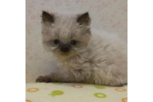成約済の静岡県のヒマラヤン-34691の4枚目