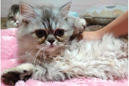 成約済の愛知県のペルシャ-32345の3枚目