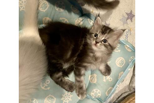 メインクーンでシルバー系の子猫を探す 子猫ブリーダーナビ