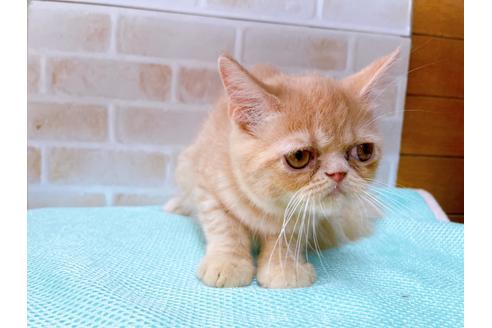 成約済の東京都のエキゾチックショートヘア-31108の2枚目