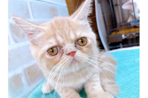 成約済の東京都のエキゾチックショートヘア-31108の1枚目