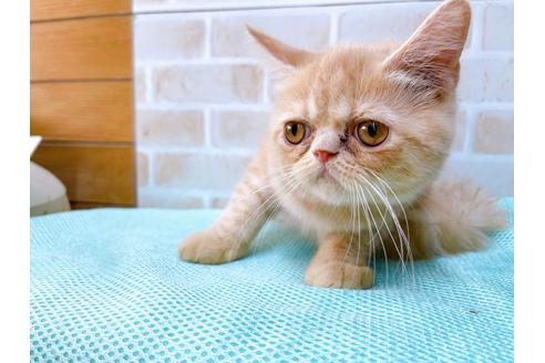 成約済の東京都のエキゾチックショートヘア-31108の3枚目