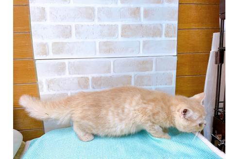 成約済の東京都のエキゾチックショートヘア-31108の4枚目