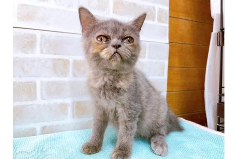 成約済の東京都のエキゾチックショートヘア-31109の7枚目