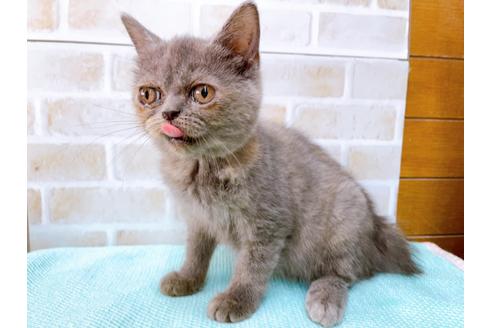 成約済の東京都のエキゾチックショートヘア-31109の9枚目