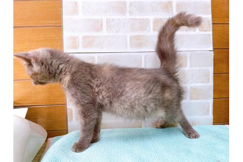 成約済の東京都のエキゾチックショートヘア-31109の10枚目