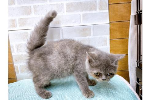 成約済の東京都のエキゾチックショートヘア-31109の11枚目