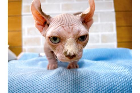 成約済の東京都のその他の猫種-31114の51枚目