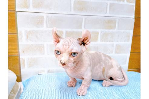 成約済の東京都のその他の猫種-31114の50枚目