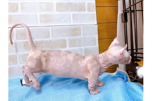 成約済の東京都のその他の猫種-31114の49枚目