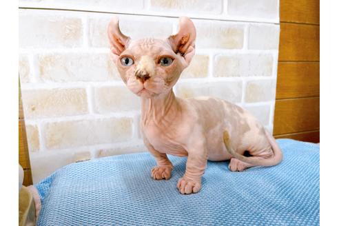 成約済の東京都のその他の猫種-31114の48枚目