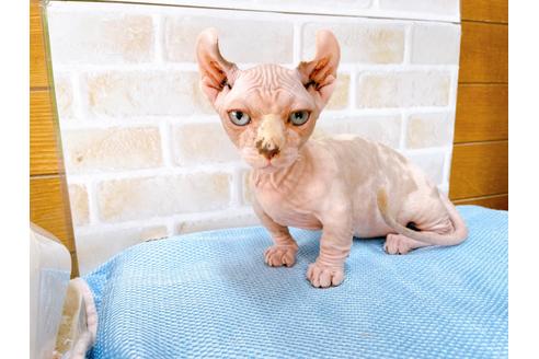 成約済の東京都のその他の猫種-31114の47枚目