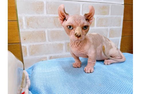 成約済の東京都のその他の猫種-31114の46枚目