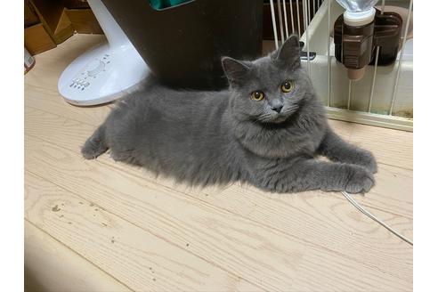 ののブリティッシュショートヘア-
