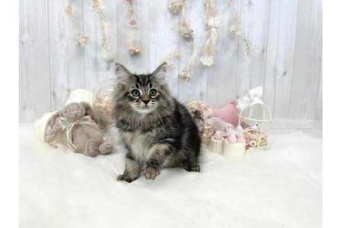 成約済の大阪府のサイベリアン-29712の4枚目