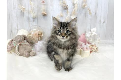 成約済の大阪府のサイベリアン-29712の1枚目