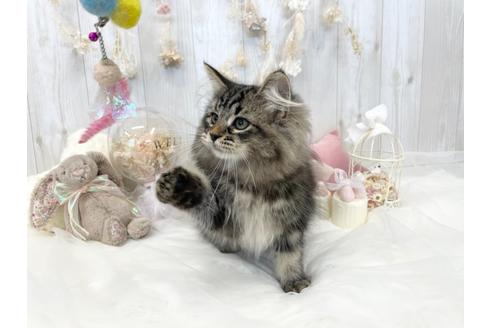 成約済の大阪府のサイベリアン-29712の2枚目