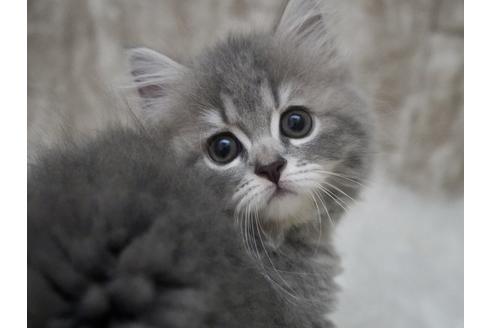 成約済の東京都のサイベリアン-33738の2枚目