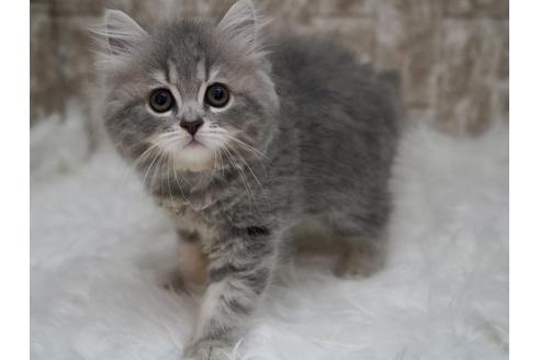 成約済の東京都のサイベリアン-33738の1枚目