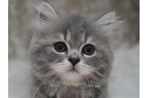 成約済の東京都のサイベリアン-33738の4枚目