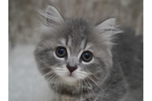 成約済の東京都のサイベリアン-33738の3枚目