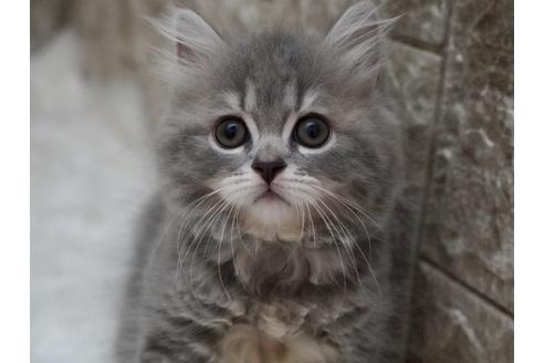 成約済の東京都のサイベリアン-33738の5枚目