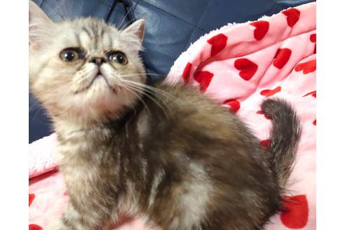 成約済の愛知県のエキゾチックショートヘア-33868の4枚目