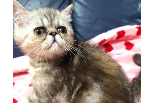 成約済の愛知県のエキゾチックショートヘア-33868