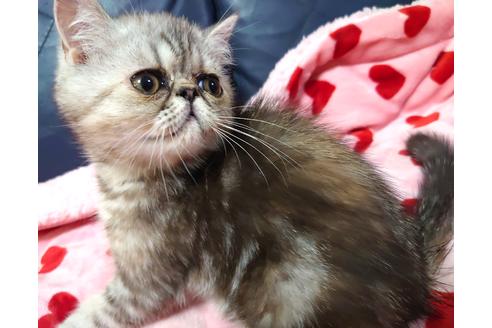 成約済の愛知県のエキゾチックショートヘア-33868の3枚目