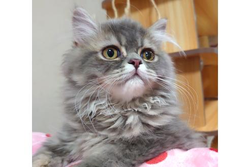 成約済の愛知県のペルシャ-34006