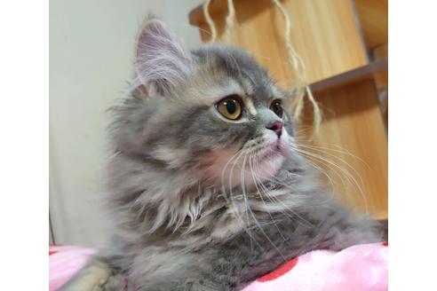 成約済の愛知県のペルシャ-34006の2枚目