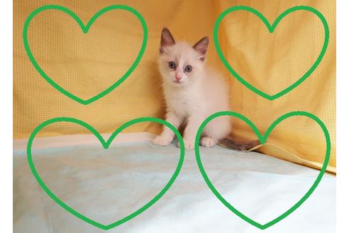 成約済の東京都のラグドール-34858