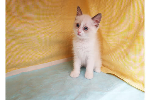 成約済の東京都のラグドール-34858の6枚目