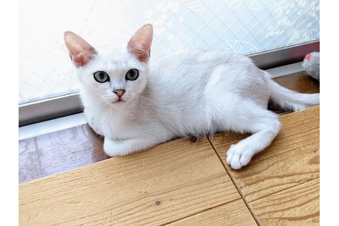 成約済の東京都のその他の猫種-26411の17枚目