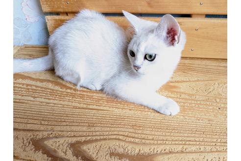 成約済の東京都のその他の猫種-26411の17枚目