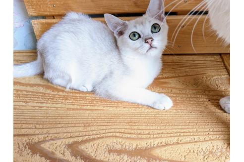 成約済の東京都のその他の猫種-26411の15枚目