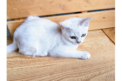 成約済の東京都のその他の猫種-26411の12枚目