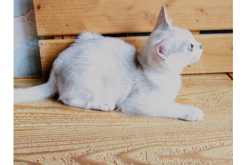 成約済の東京都のその他の猫種-26411の12枚目