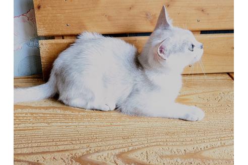 成約済の東京都のその他の猫種-26411の14枚目