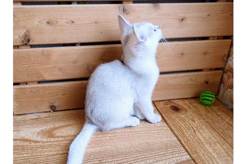 成約済の東京都のその他の猫種-26411の15枚目