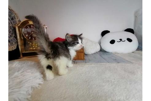 成約済の埼玉県のノルウェージャンフォレストキャット-34924の5枚目