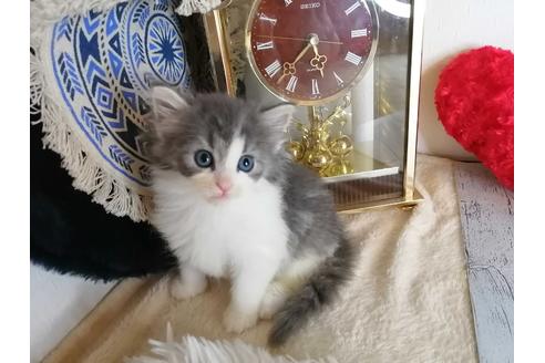 成約済の埼玉県のノルウェージャンフォレストキャット-34926の1枚目