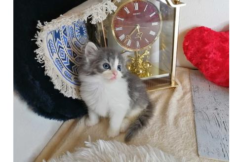 成約済の埼玉県のノルウェージャンフォレストキャット-34926の2枚目