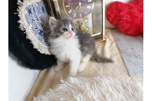 成約済の埼玉県のノルウェージャンフォレストキャット-34926の3枚目