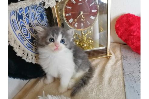 成約済の埼玉県のノルウェージャンフォレストキャット-34926の4枚目