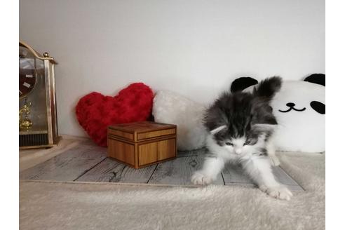 成約済の埼玉県のノルウェージャンフォレストキャット-34928の4枚目