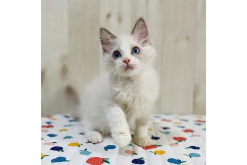 成約済の大阪府のラグドール-34943の2枚目