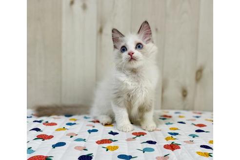 成約済の大阪府のラグドール-34943の3枚目